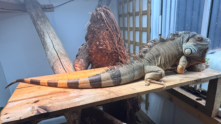 Reptiles from Fern Valley campaign photo, 1 of 8