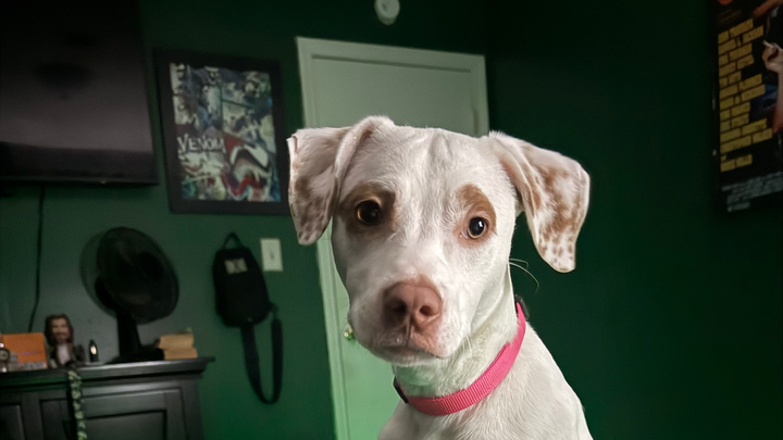 Save Hazel: Our Energetic Pup Needs Surgery campaign photo, 1 of 4
