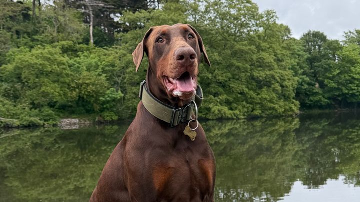 Help Save Caesar – Our Beloved Doberman ❤️ campaign photo, 1 of 5