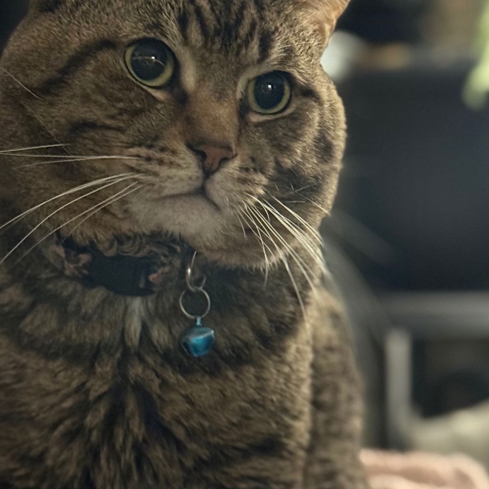 Help My Cat Babrie Get Life-Saving Care