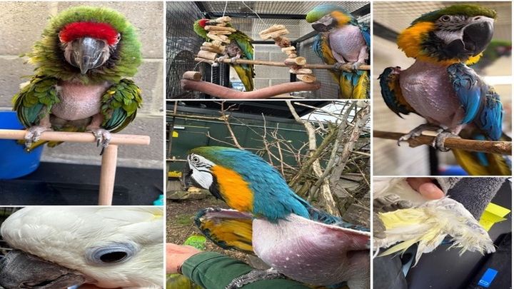 Help Us Build a Lifeline for Vulnerable Parrots campaign photo, 1 of 5
