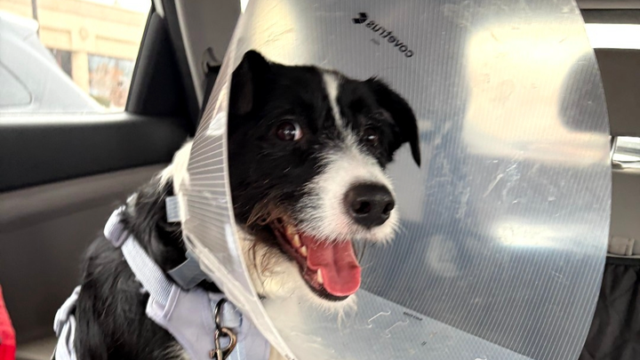 Bubbles needs your help to pay for surgery! campaign photo, 1 of 8