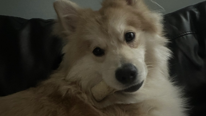 Help My Dog Get Urgent Endoscopy Care campaign photo, 1 of 8