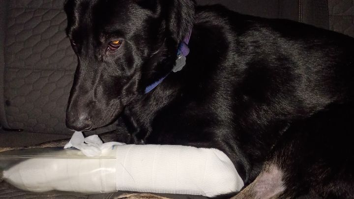 Please Help My German Shepherd "Luna Stellar" Walk Again! campaign photo, 1 of 3