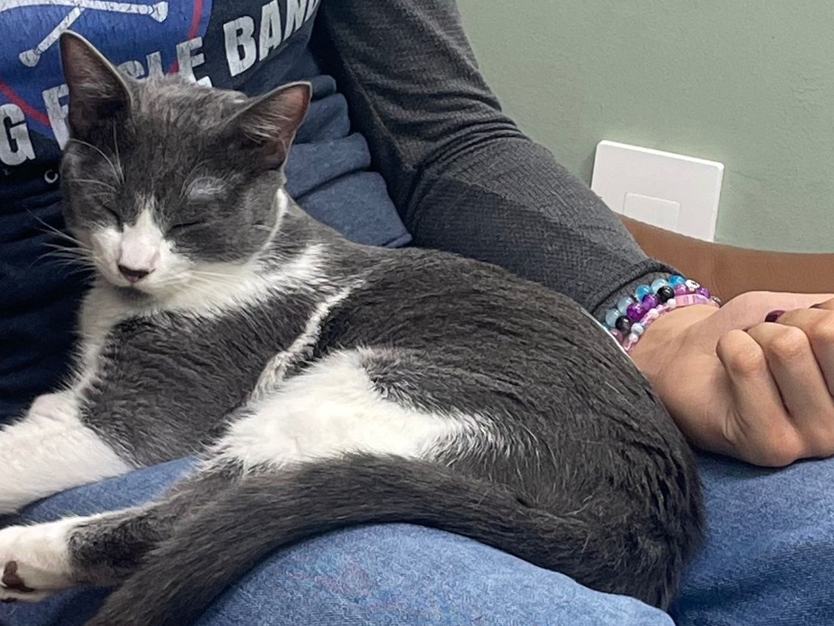 Emergency Over 50 Sign Fundraiser by Katie Williams : Mabel's Emergency Surgery