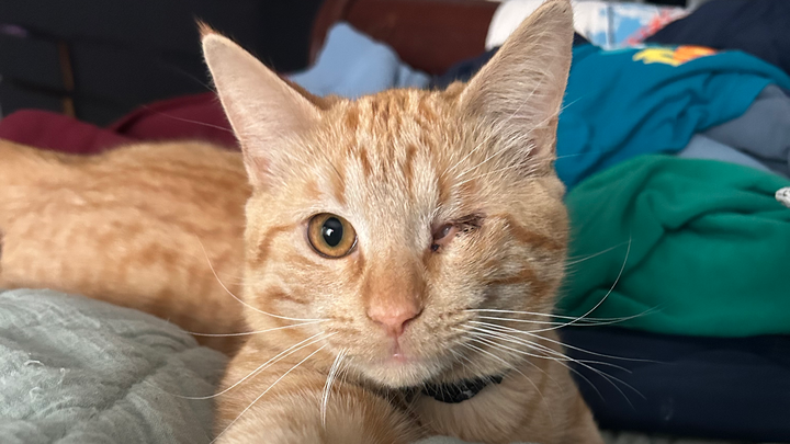 Help Mad-Eye, Harry, and Ron Get Medical Care campaign photo, 1 of 7