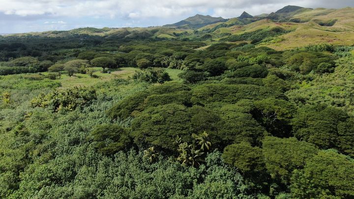 Protect Guam One Acre at a Time campaign photo, 1 of 6