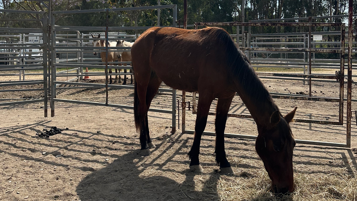 Horse sales campaign photo, 1 of 8
