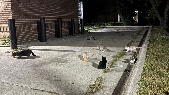 Help Angel Save Winnebago's Cats campaign photo, 1 of 7