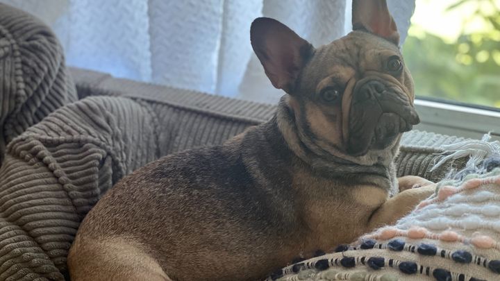 Help Luna Get the Surgery She Needs campaign photo, 1 of 8
