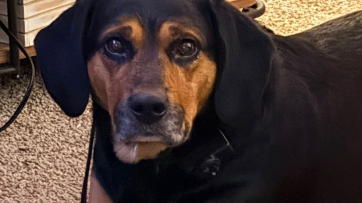 Support for Family After Tragic Loss of Their Dog campaign photo, 1 of 3