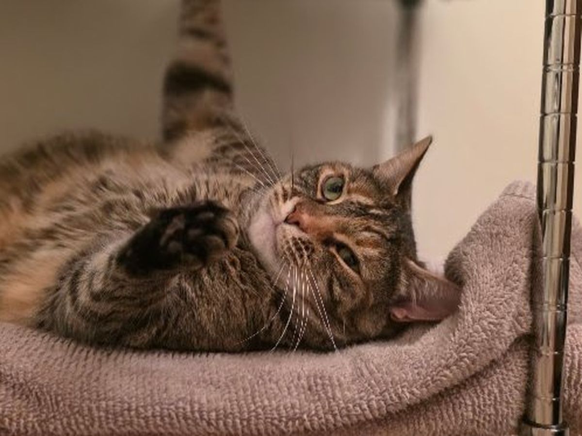 Fundraiser by Tiny Octopus : For the Cats: A House Fund