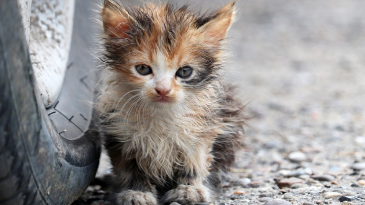 Cuccioli nati per morire: fermiamo il ciclo sterilizzando campaign photo, 1 of 3