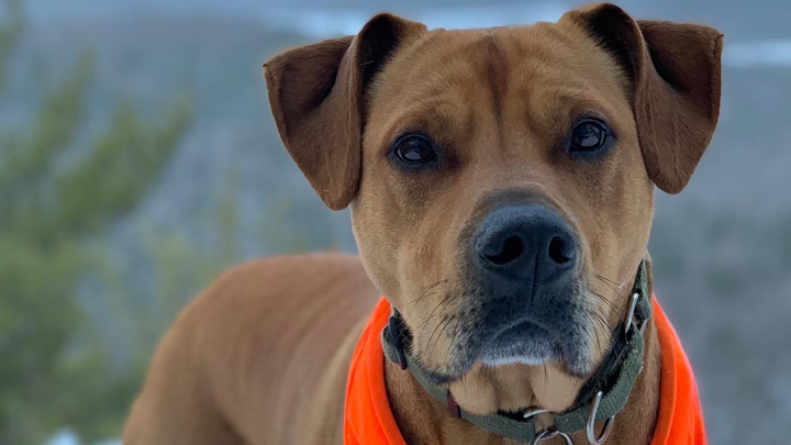 Support Huckleberry's TPLO Surgery campaign photo, 1 of 8