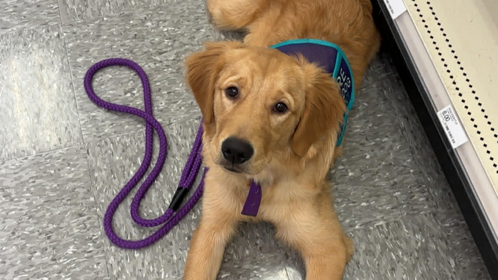 Donate to Save Daisy Lou's Life campaign photo, 1 of 3