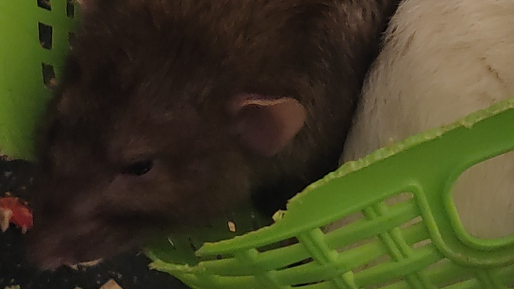 Help with vet care and car campaign photo, 1 of 2