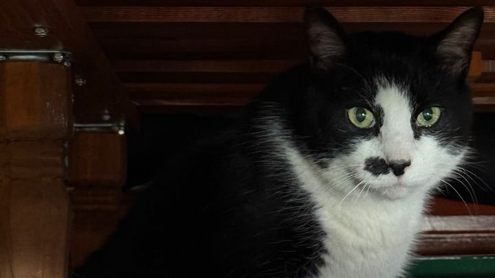 Help Davey the Cat Get Urgent Dental Care campaign photo, 1 of 5