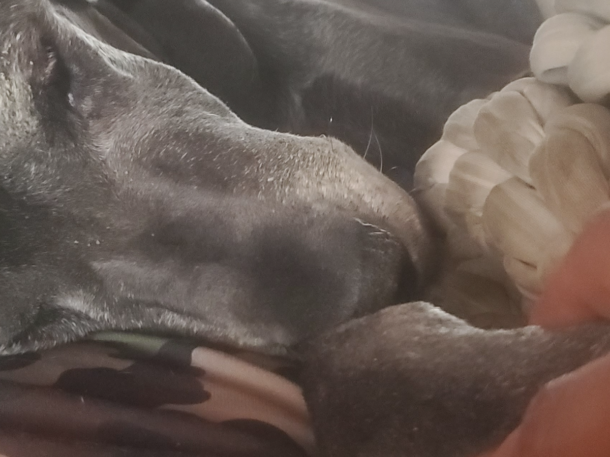 Help Me Say Goodbye to Ms. Phylis Wheatley...my Great Dane campaign photo, 1 of 7