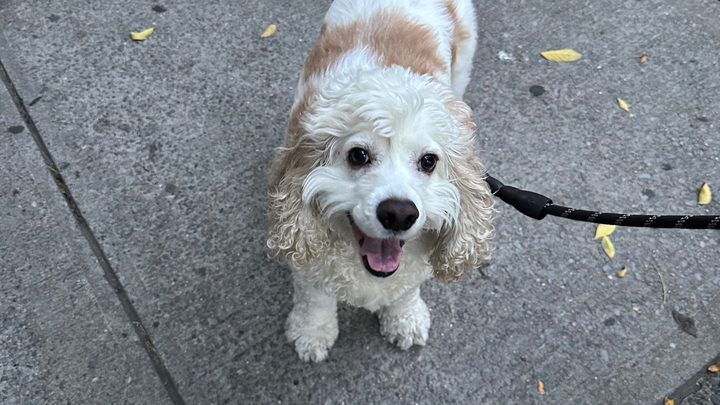 Help Yogi Get Urgent Seizure Treatment campaign photo, 1 of 7