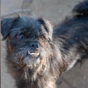 MexDogs / Los Perros de Marcia