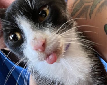 GoFundMe profile picture for @gizmo