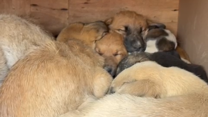 Rescue and Love for Abandoned Puppies campaign photo, 1 of 8