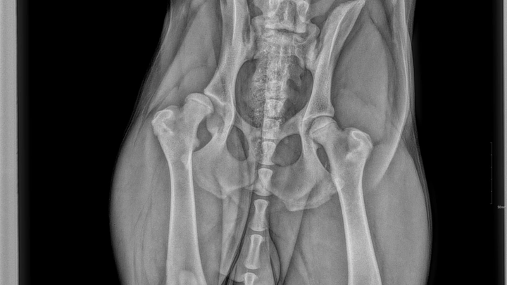 Our 8 month old puppy needs a hip replacement campaign photo, 1 of 7