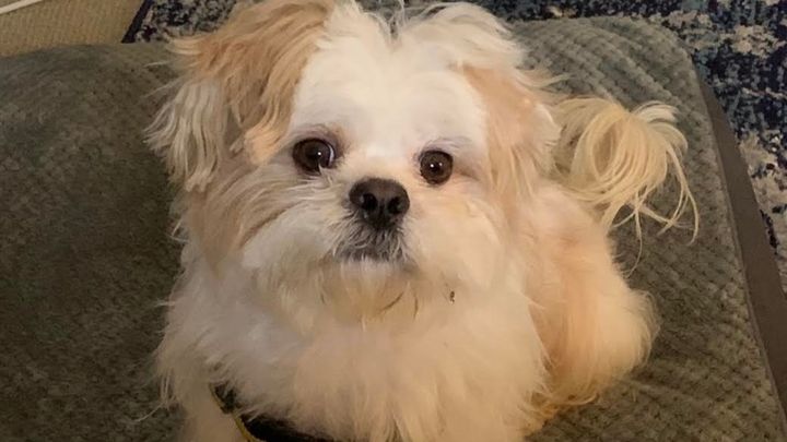 Albert Needs Emergency Surgery! campaign photo, 1 of 2