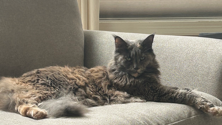 Help Luna Get the medical attention she needs. campaign photo, 1 of 7