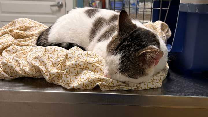 Urgent Care Needed for Injured Stray Cat campaign photo, 1 of 4