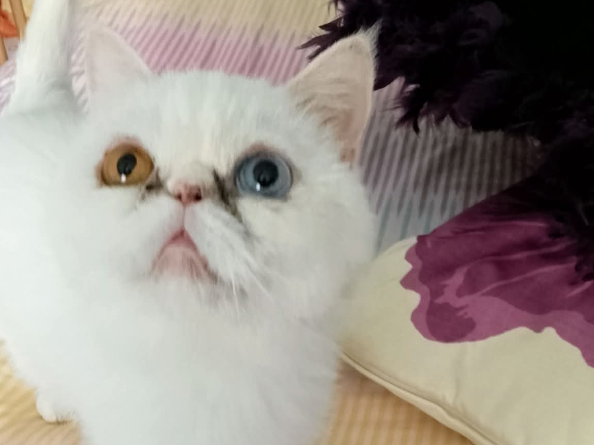 Fundraiser’s main image