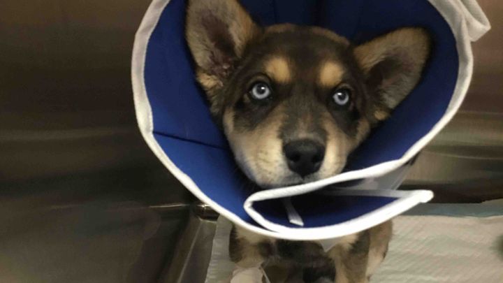 Parvo Recovery for the TikTok babies! campaign photo, 1 of 2