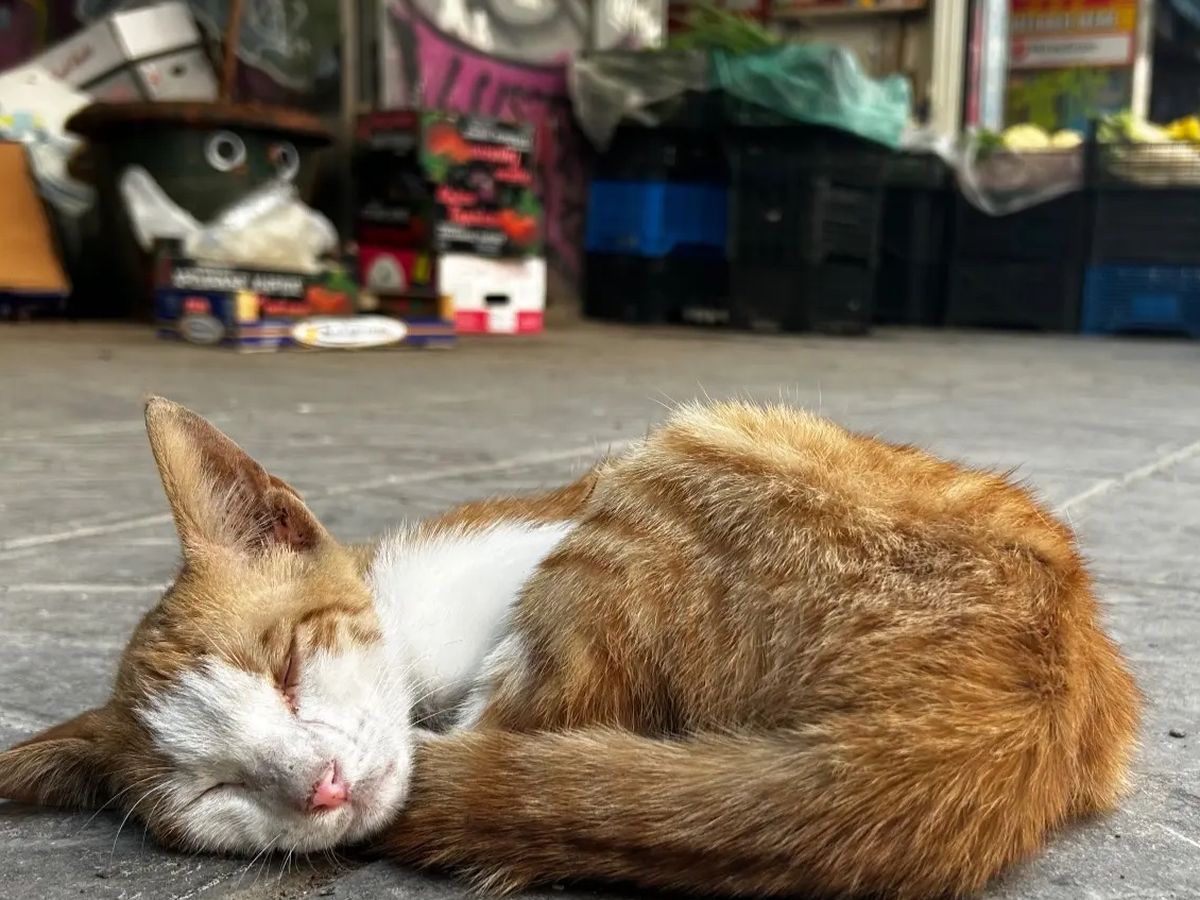Help the Stray Cats & Dogs of Lesvos, Greece campaign photo, 1 of 8