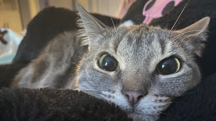 Support Willow's Urgent Medical Care (CLOSED) campaign photo, 1 of 2