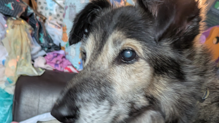 Bear dog our rescue doggy from Macedonia needs an operation campaign photo, 1 of 8