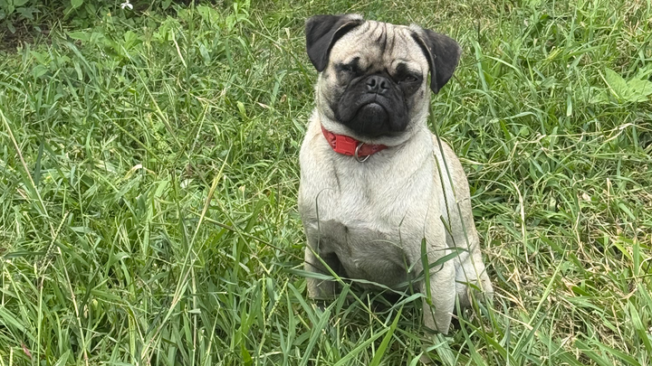 Help Petey Pug-a-Licious Heal and Find a Loving Home campaign photo, 1 of 8