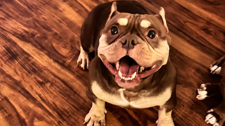Help Tres Leche Get Surgery campaign photo, 1 of 10