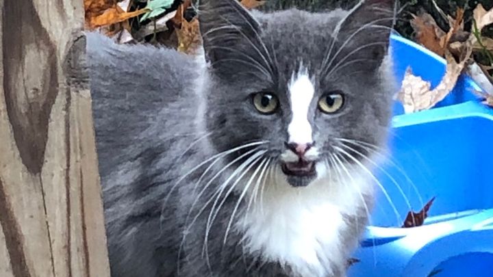 Sterling Avenue Cats campaign photo, 1 of 3