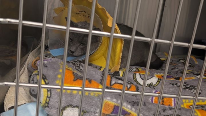 Support Gimli's Vet Care campaign photo, 1 of 3