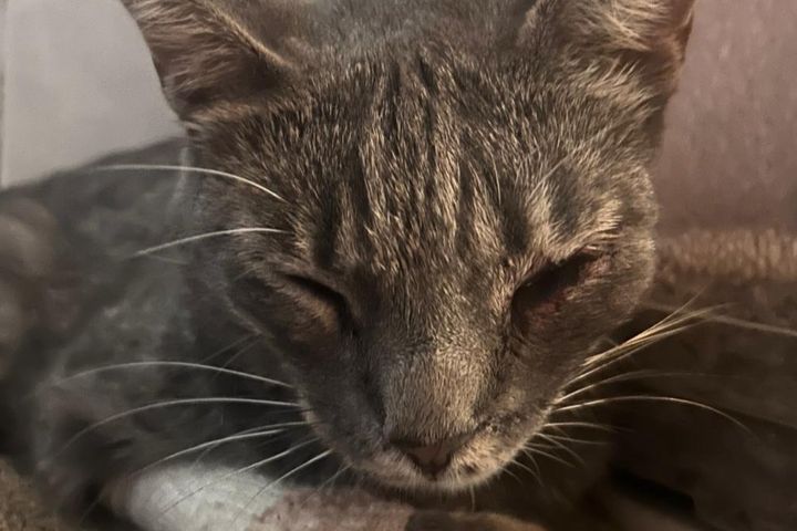 Fundraiser by Arianna Tahan : Aiutiamo Koray, il gatto di Via