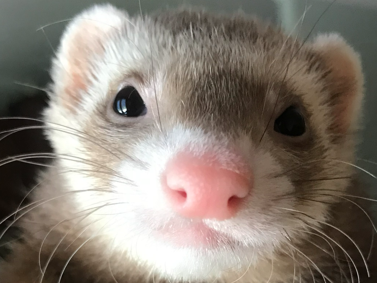 Cinnamon Ferret On White Background Posing For Portrait In Studio Stock  Photo, Picture and Royalty Free Image. Image 72085793., image size:1200x900
