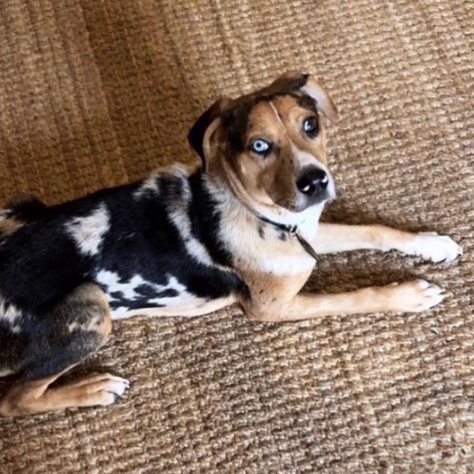 Fundraiser by Lauren Lamb : Boofin' Bill