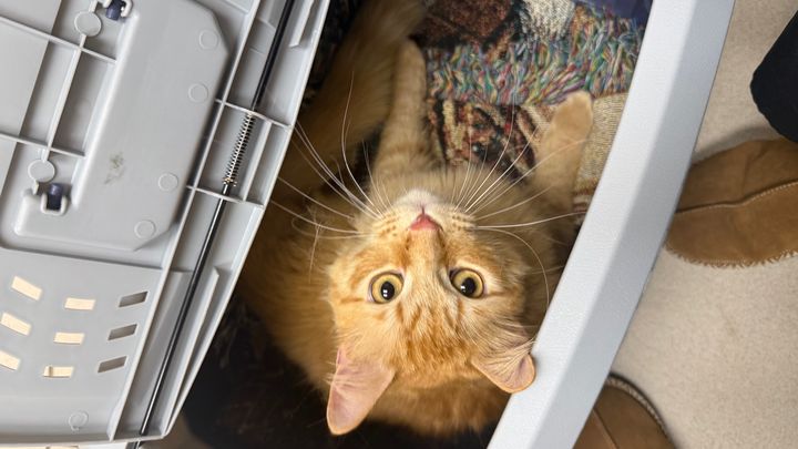 Support Wheels' Lifesaving Vet Care ❤️ campaign photo, 1 of 8