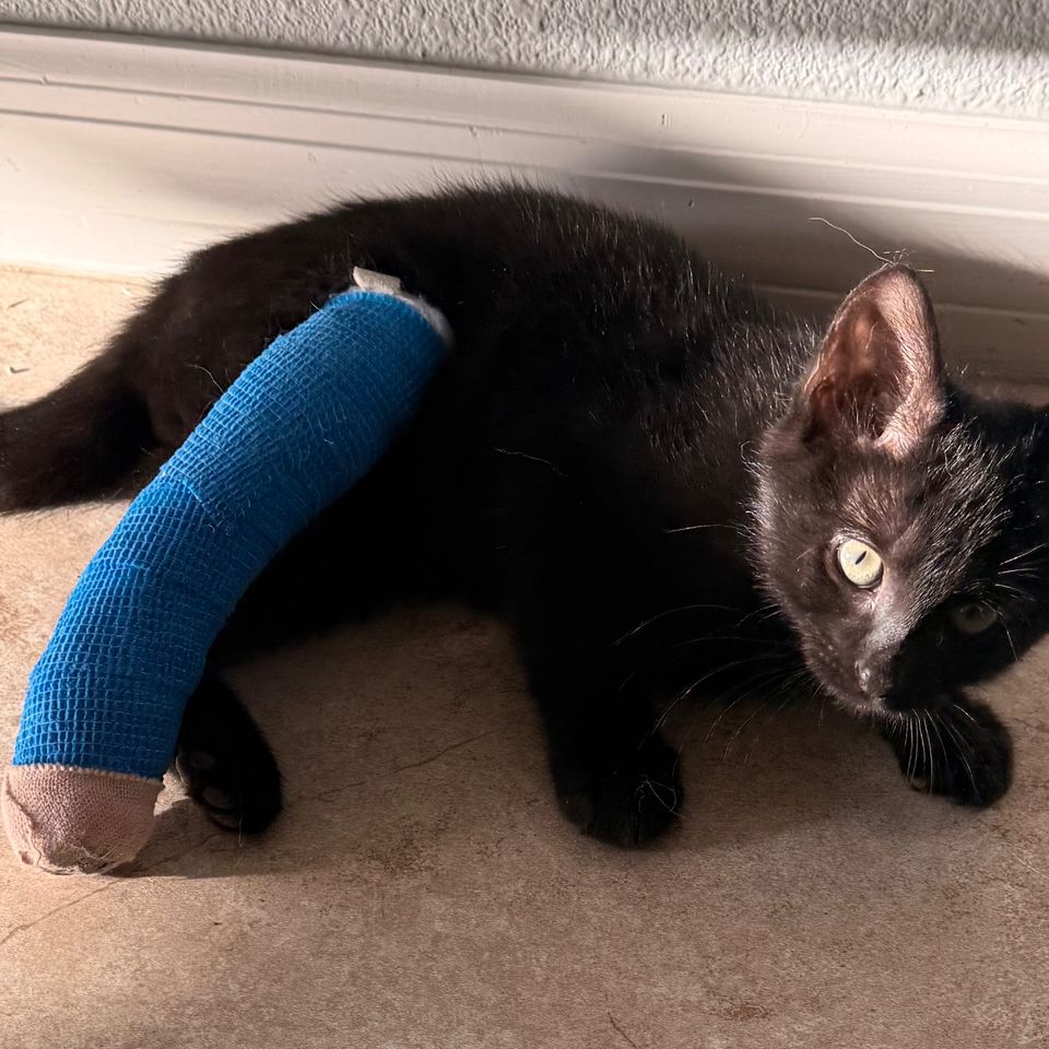 Fundraiser by Carmen Segarra : Help Chewy Save His Leg and Live Fully