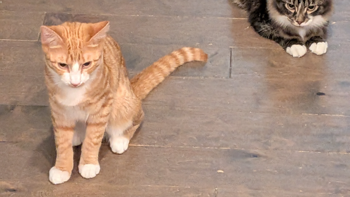 Kittens, dogs, and strays - oh my! Help us care for them campaign photo, 1 of 7