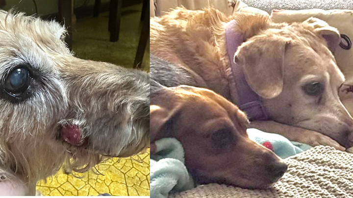 Help Isabella, Sarah4Paws, and Stella Heal campaign photo, 1 of 4