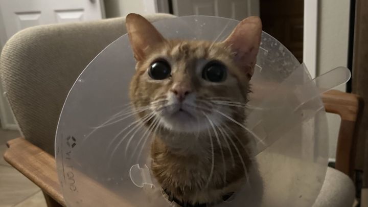 Help with Mae's Medical Bills campaign photo, 1 of 3