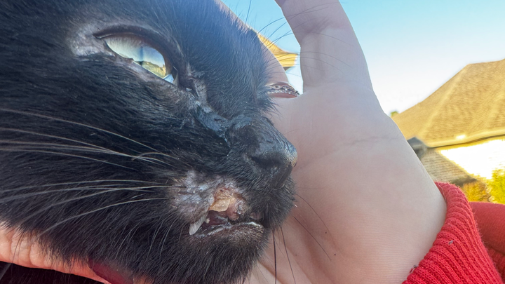 Give Hal a Chance: Fund Surgery for Rescued Kitten campaign photo, 1 of 3