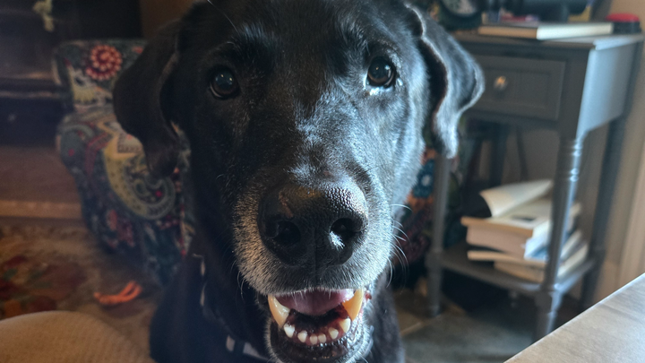 Donate to Ryker's Journey to Good Health campaign photo, 1 of 7