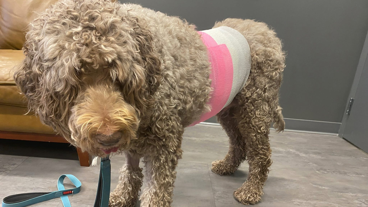 Support our hero - Ross the Doodle❤️ campaign photo, 1 of 6